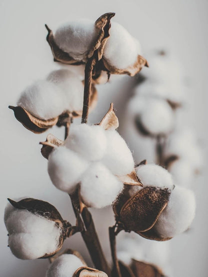 Fondant parfumé Fleur de Coton